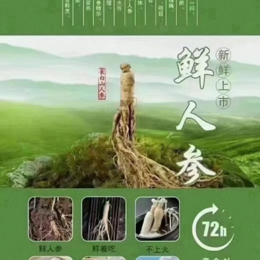长白山野生人参