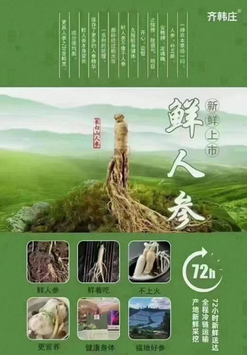 长白山野生人参