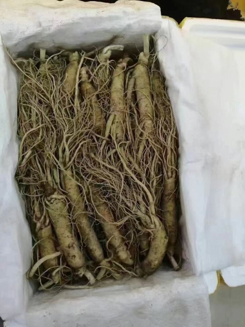 长白山野生人参