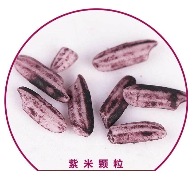 新紫米紫糯米墨江紫米口感好5斤起一件代发包邮