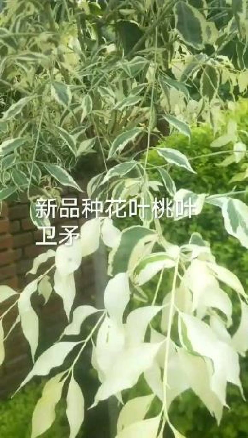 金叶卫矛，花叶卫矛耐寒苗木，开原市陈革苗圃直销，数量有限