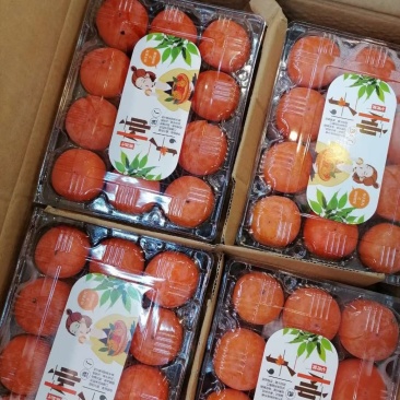 永济七月黄！胎里红，吊红柿子大量上市中，需要的联系我