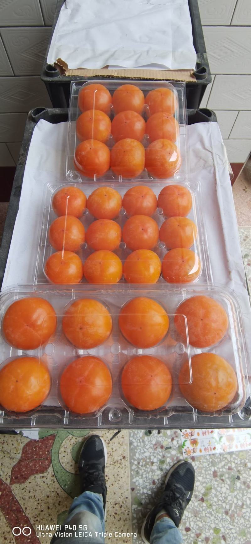 永济七月黄！胎里红，吊红柿子大量上市中，需要的联系我
