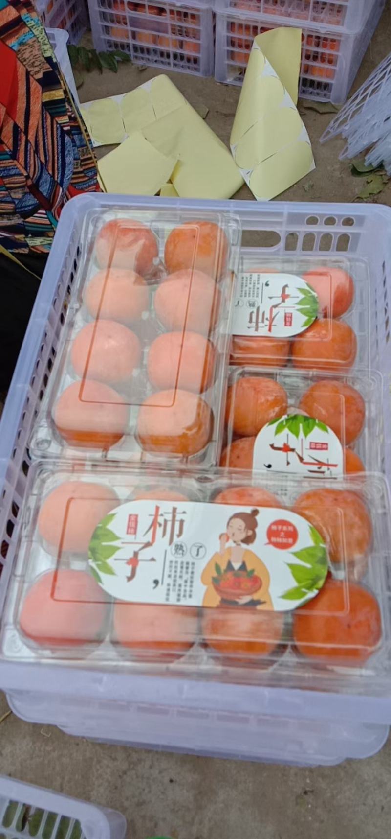 永济七月黄！胎里红，吊红柿子大量上市中，需要的联系我