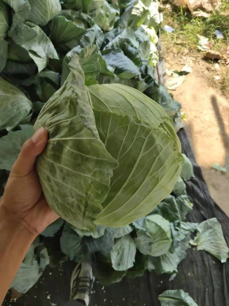 墨玉小平包平均二斤左右商场产地一手货源产地直发货源充足
