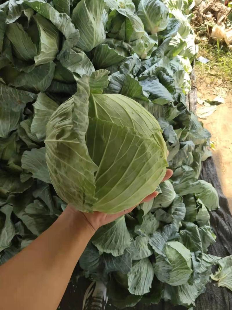 墨玉小平包平均二斤左右商场产地一手货源产地直发货源充足