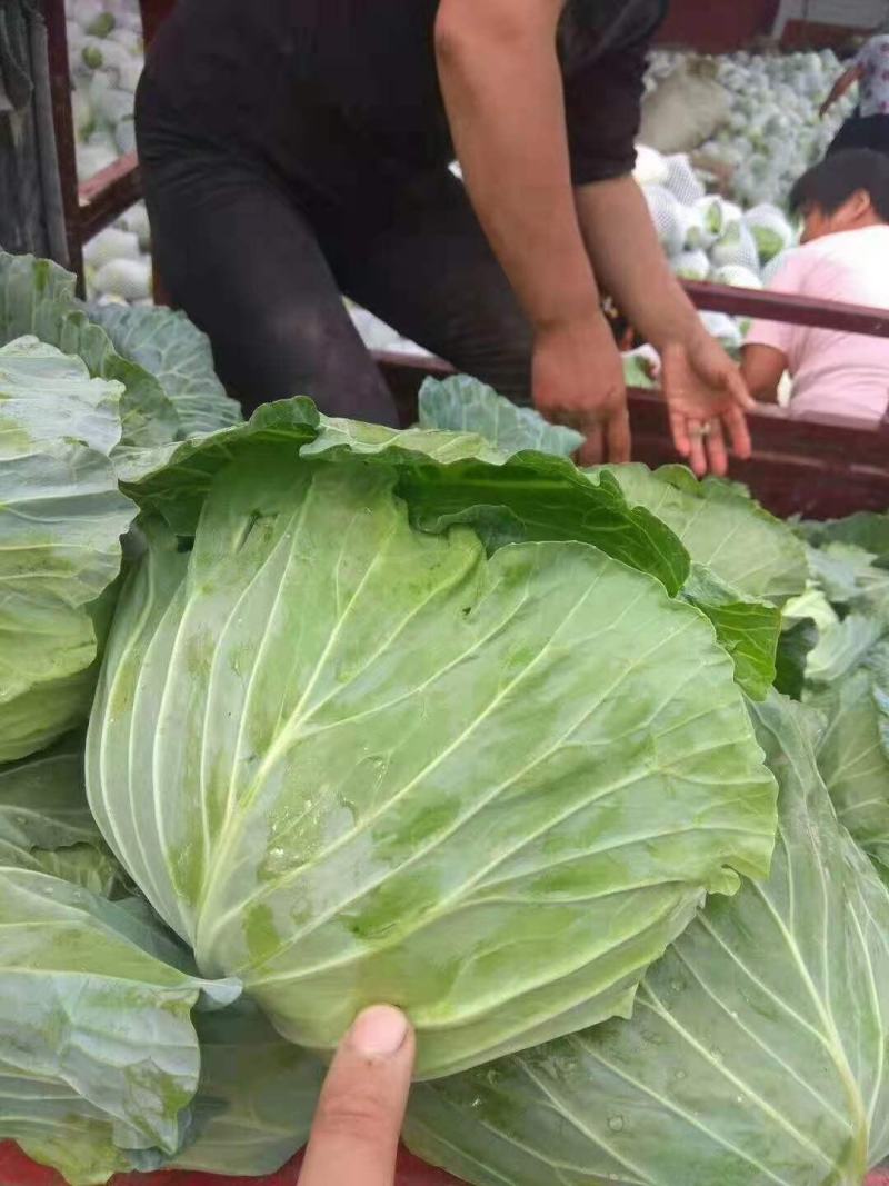 墨玉小平包平均二斤左右商场产地一手货源产地直发货源充足