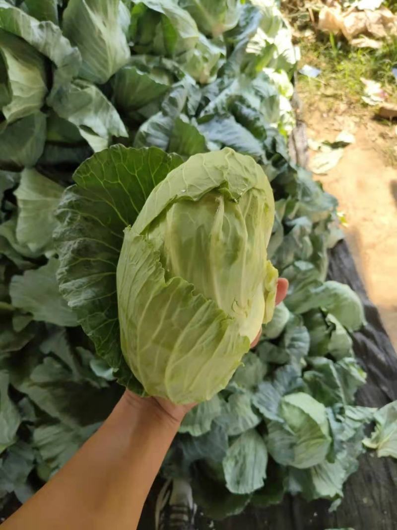 墨玉小平包平均二斤左右商场产地一手货源产地直发货源充足