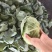 墨玉小平包平均二斤左右商场产地一手货源产地直发货源充足