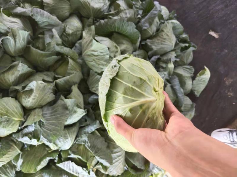 墨玉小平包平均二斤左右商场产地一手货源产地直发货源充足