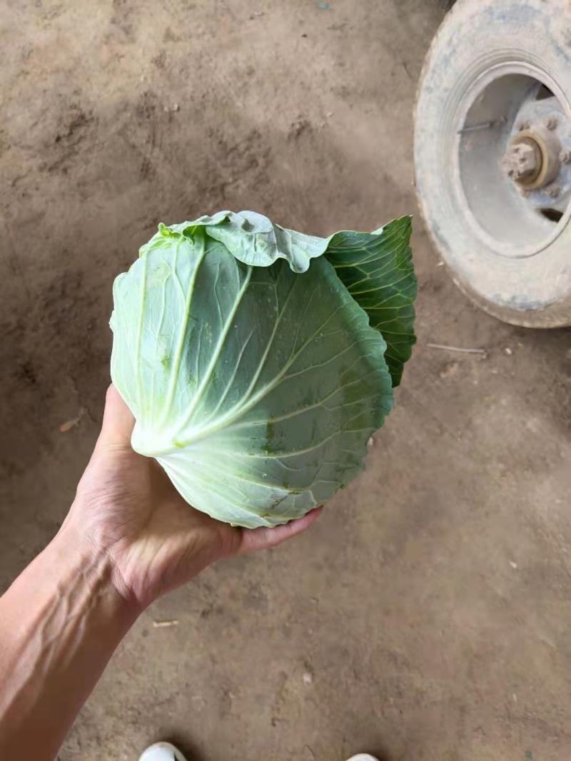 墨玉小平包平均二斤左右商场产地一手货源产地直发货源充足