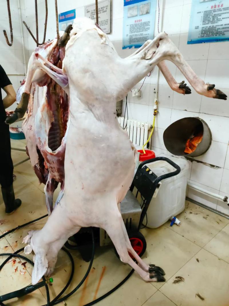 双阳鹿乡鹿肉白条整只去毛30斤至170斤冷链发货