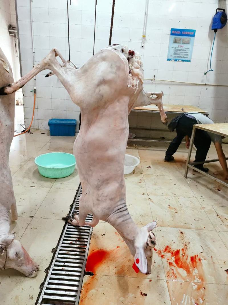 双阳鹿乡鹿肉白条整只去毛30斤至170斤冷链发货
