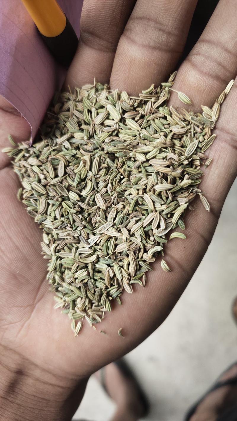 印度小茴香国产小茴香一手货源全国发货产地直供