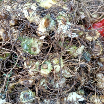 优质多花黄精茎芽块精品一手货源