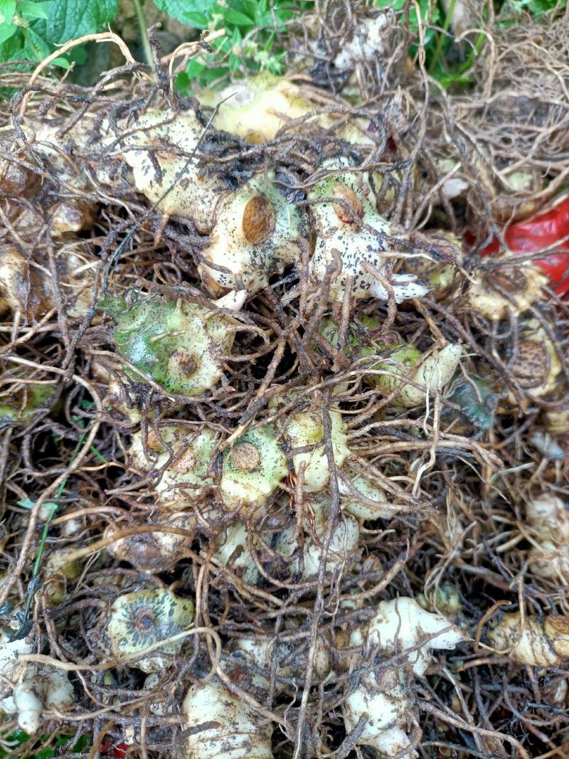 优质多花黄精茎芽块精品一手货源