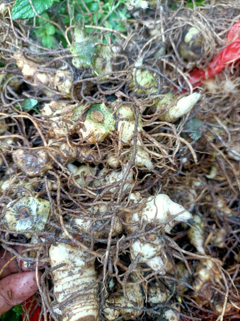 优质多花黄精茎芽块精品一手货源
