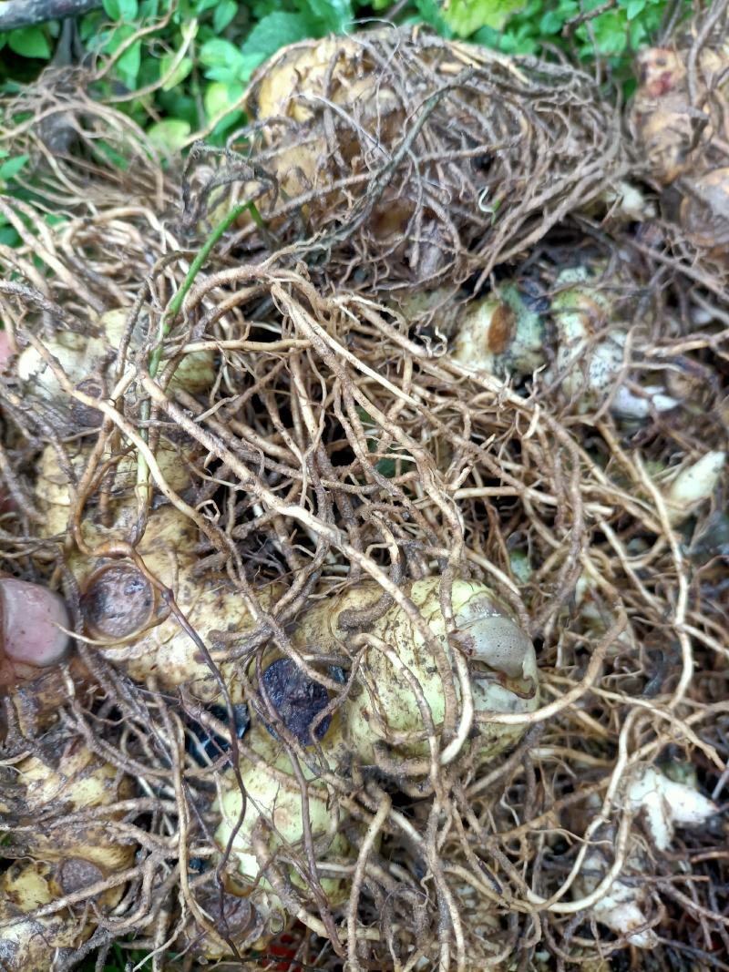 优质多花黄精茎芽块精品一手货源