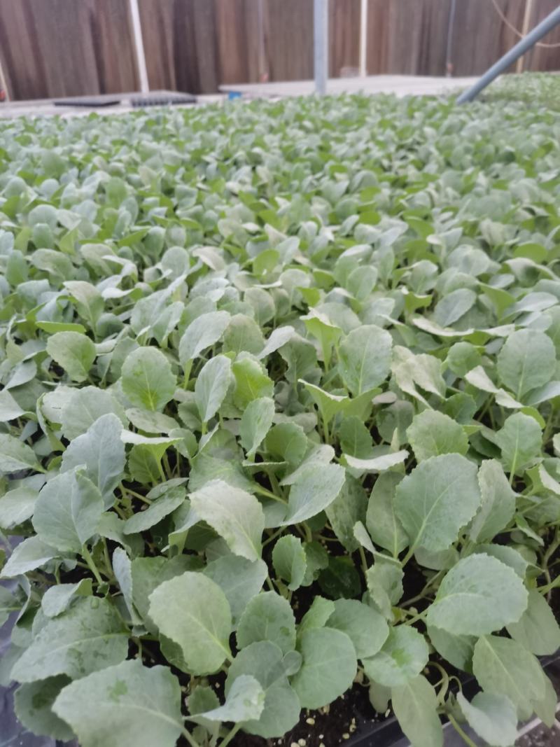 有机花苗