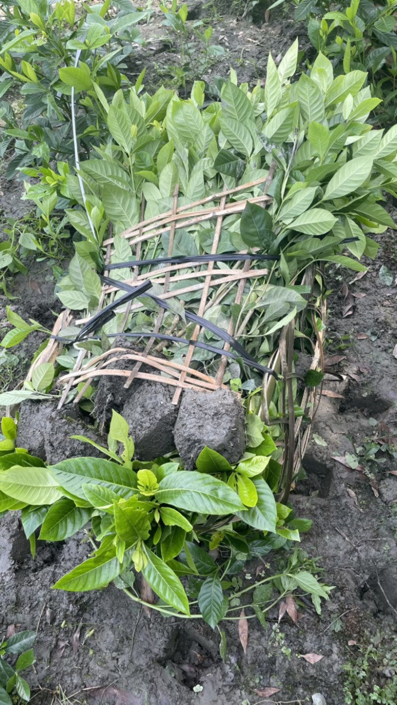 ［热销］栀子花绿化/花镜/盆景/苗圃种植