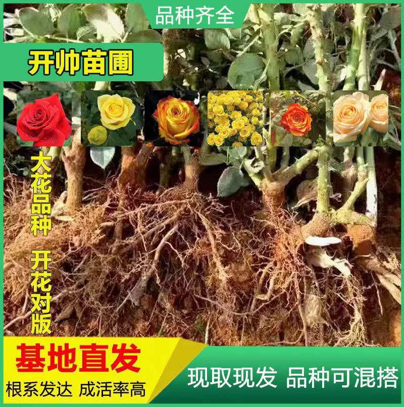 1000棵起云南玫瑰苗老桩花苗裸根苗花卉庭院绿植四季开花