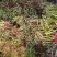 1000棵起云南玫瑰苗老桩花苗裸根苗花卉庭院绿植四季开花