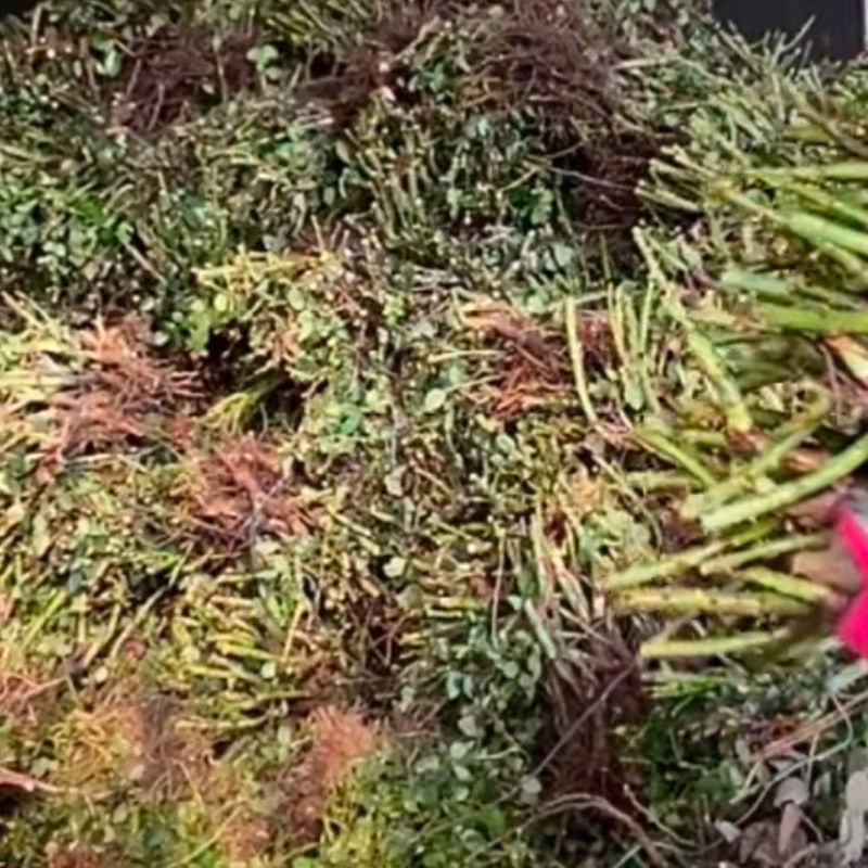 1000棵起云南玫瑰苗老桩花苗裸根苗花卉庭院绿植四季开花