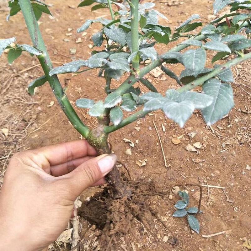 1000棵起云南玫瑰苗老桩花苗裸根苗花卉庭院绿植四季开花