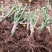 1000棵起云南玫瑰苗老桩花苗裸根苗花卉庭院绿植四季开花