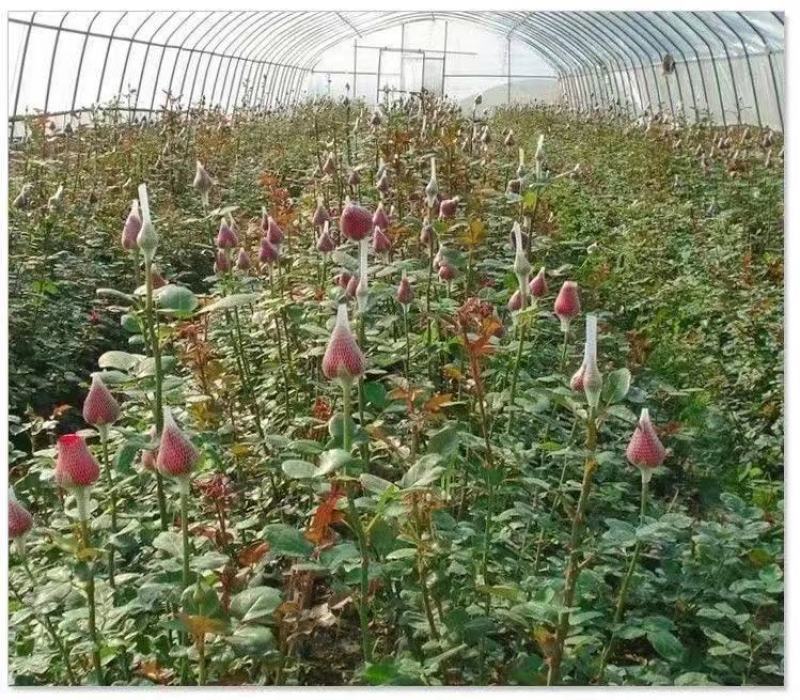 1000棵起云南玫瑰苗老桩花苗裸根苗花卉庭院绿植四季开花
