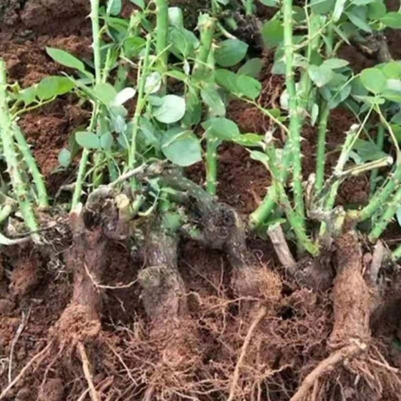 1000棵起云南玫瑰苗老桩花苗裸根苗花卉庭院绿植四季开花