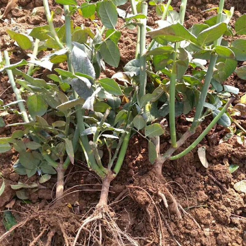 1000棵起云南玫瑰苗老桩花苗裸根苗花卉庭院绿植四季开花