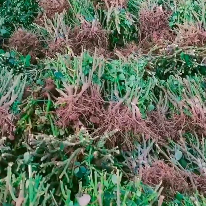 1000棵起云南玫瑰苗老桩花苗裸根苗花卉庭院绿植四季开花