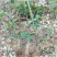 1000棵起云南玫瑰苗老桩花苗裸根苗花卉庭院绿植四季开花