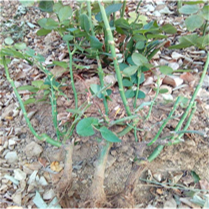 1000棵起云南玫瑰苗老桩花苗裸根苗花卉庭院绿植四季开花