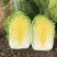 【春节特惠】大白菜北京3号白菜包装齐全直供商超代理