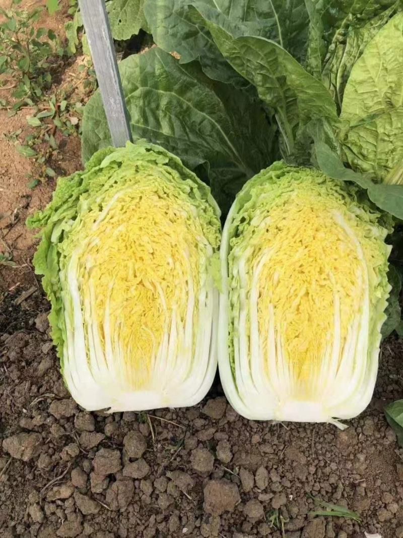 【春节特惠】大白菜北京3号白菜包装齐全直供商超代理