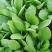 上海青精品油菜