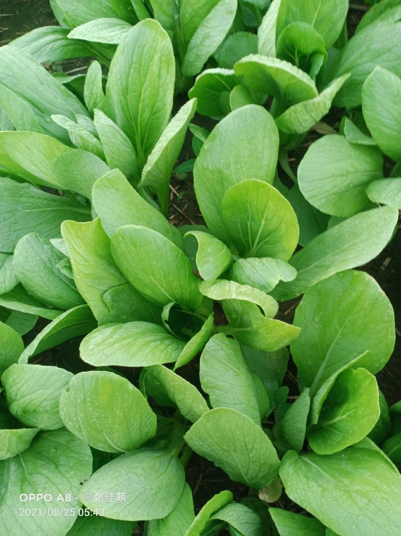 上海青精品油菜