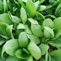 上海青精品油菜