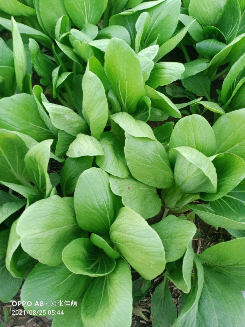 上海青精品油菜