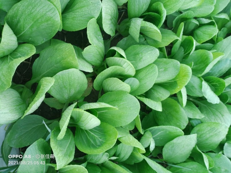 上海青精品油菜