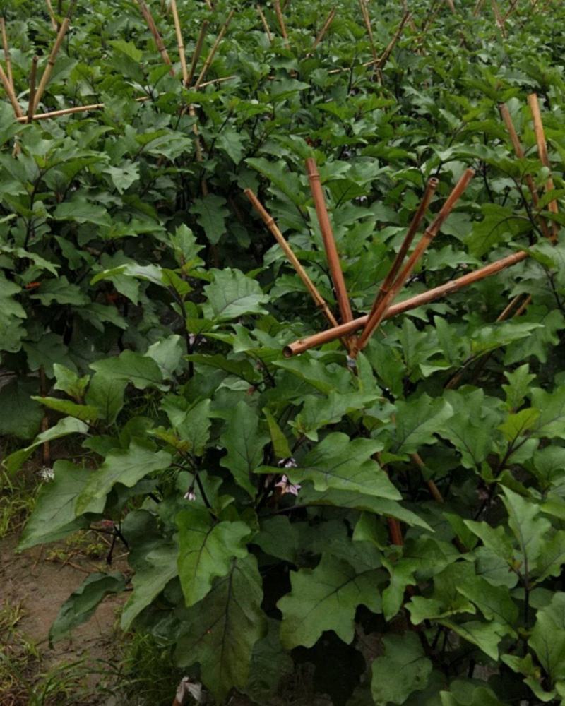 大邑烧烤茄