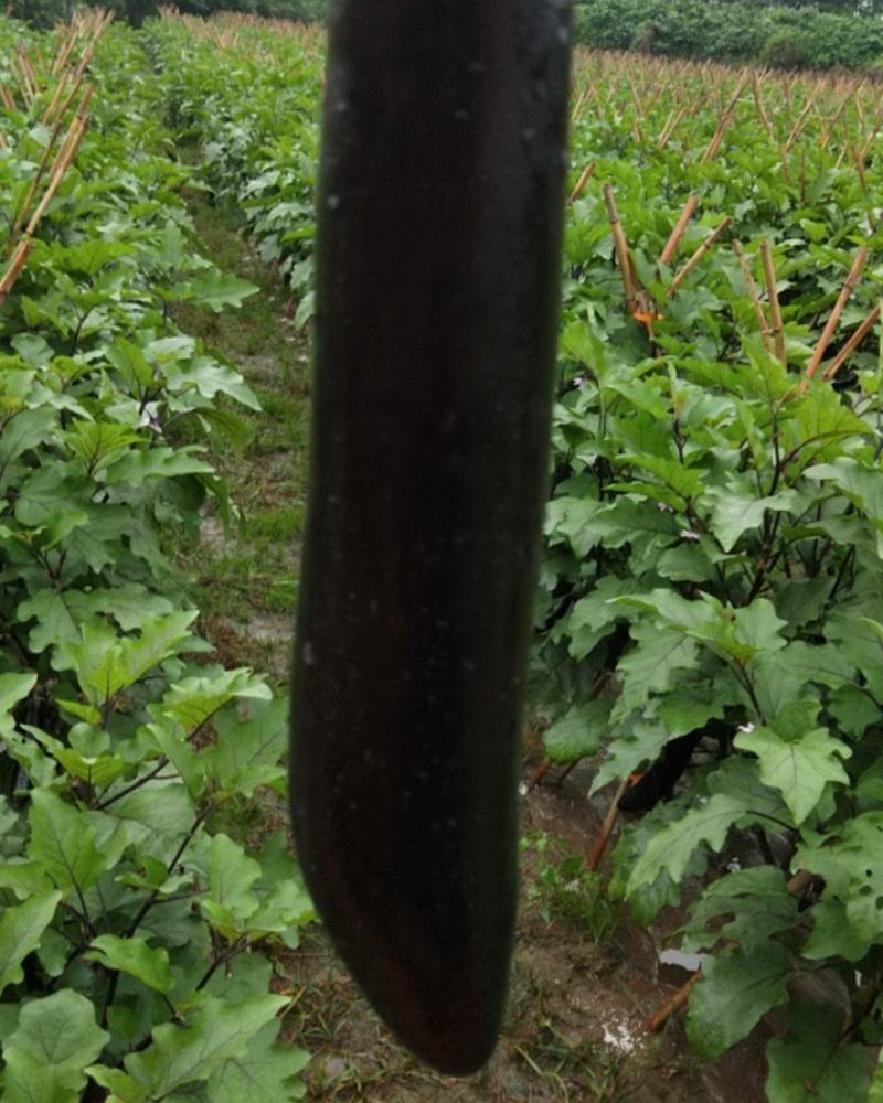 大邑烧烤茄