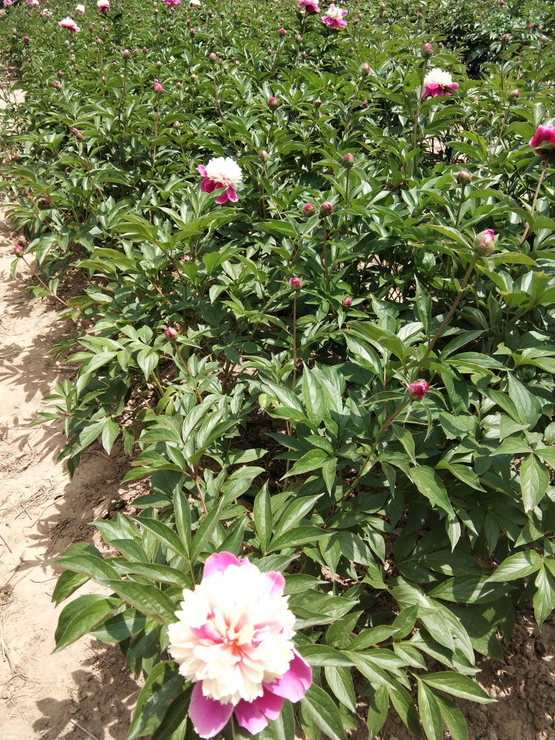 芍药千层