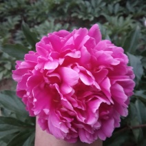 芍药千层