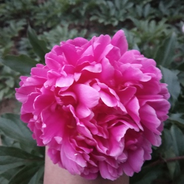 芍药千层