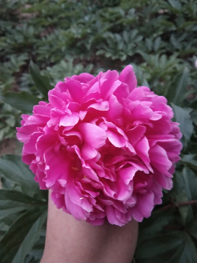 芍药千层