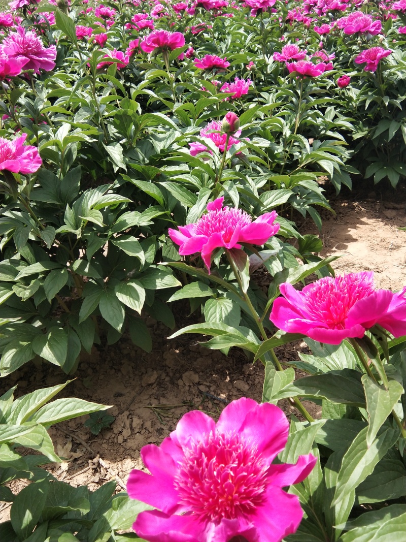 芍药千层