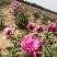 芍药千层